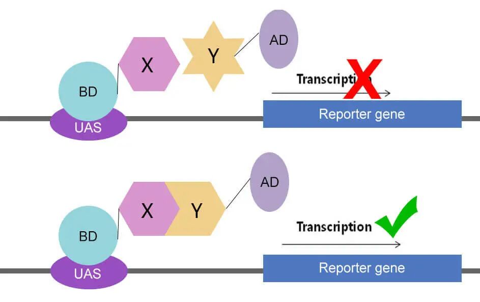 [2025 03 20] cuttag技术解锁比chipseq更精准高效的dna和蛋白质互作研究 3