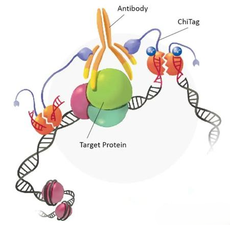 [2025 03 20] cuttag技术解锁比chipseq更精准高效的dna和蛋白质互作研究 5