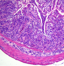 dss induced colitis model