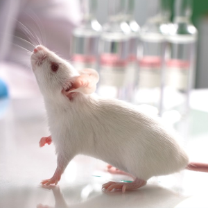 Oncology & Hematologic Animal Models